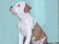 Американский стаффордширский терьер, фотография 12