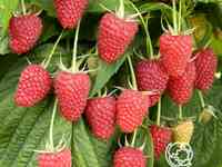 Малина ремонтантная Малиновая гряда