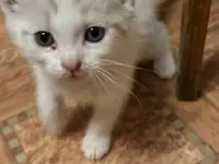 Отдам котят в хорошие руки, фотография 10