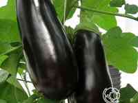 Семена Баклажан Бегемот F1 0.1гр