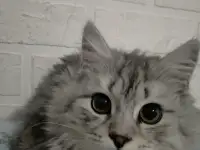 Шотландский прямоухий, фотография 5