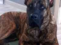 Продам щенков Канарского дога, фотография 2