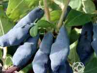 Жимолость Гамма