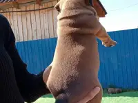 Продам щенков Американского булли Pocket, фотография 9