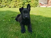 Щенки чёрной немецкой овчарки, фотография 2