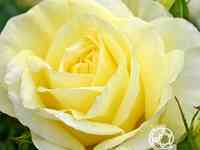 Роза лимона, кордес