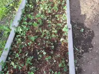 продаю дачу р-он Сабурханской ЦОФ, ДО Энтузиаст, фотография 4