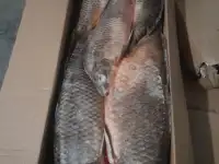 Рыбы речная астраханская в ассортименте, фотография 4