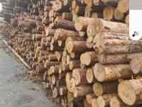 Доска Обрезная Необрезная, фотография 5