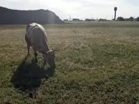 Продам 2 коровы с телятами. Можно без телят. Дойные коровы. Плохих прывычек нет. Умные, красивые, стройные коровы, фотография 2