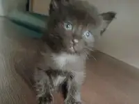 Отдам котят в добрые руки, фотография 2