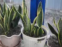 Продам Сансевиерию, фотография 10