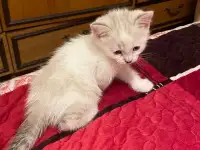 Отдам котят в хорошие руки, фотография 4