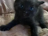 Отдам котят в хорошие руки, фотография 4