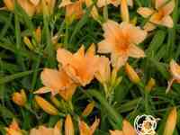 Лилейник Бали Хай