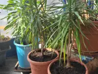 Продам Драцены, фотография 2