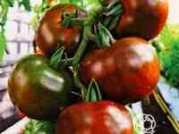 Семена Томат Амиго F1 3 шт