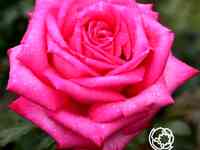 Роза дуфтрауш чайно-гибридная, тантау