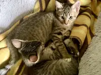 Котята в добрые руки, фотография 3