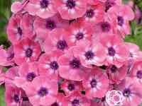 Флокс метельчатый ларисса