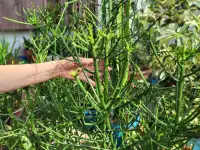 Продам молочай Тирукалли, фотография 3