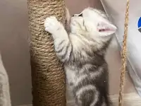 Шотландские котята, фотография 7