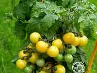 Семена Томат Балконное чудо Балкони Ело F1