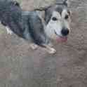 Продам маламута девочку, фотография 2