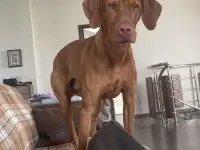 Щенки Венгерской выжлы, фотография 6