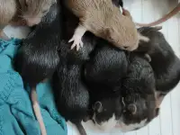 Отдам даром крысят, домашние , приучены к рукам , возраст 3 недели , есть и бежевые и белые и черные и двухцветные, фотография 3