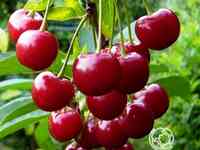 Вишня малиновка