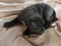 Открыт резерв щенков американского питбуль терьера, фотография 7