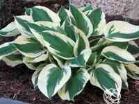 Хоста Минитмэн (SM)