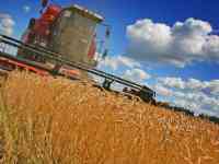 пшеница  оптом  от  5000тонн., фотография 4