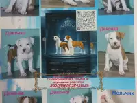 Американский стаффордширский терьер, фотография 3