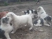 Продается ПАРОДИСТЫЕ щенки! Срочно, фотография 2