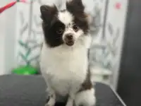 Собака шпиц Померанский, фотография 6