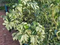 Продам мраморные Шеффлеры