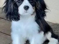 Профессиональный питомник ANGEL MECHTY., фотография 8