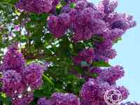 Сирень сумерки