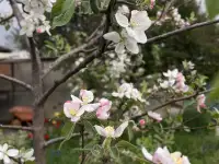 Продам большой дом с двумя входами отдельно и 24 сотки земли, фотография 7