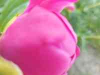 Пионы букеты Пионы с сада, фотография 5