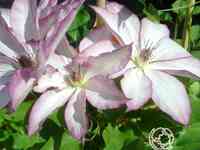 Клематис омоширо (2)