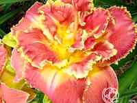 Лилейник анлок зе старс