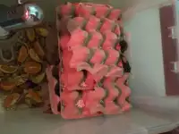 продам колонии тараканов двух видов, фотография 6