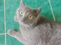 Отдам кошку в хорошие руки, фотография 2