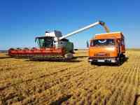 пшеница  оптом  от  5000тонн., фотография 6