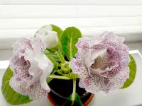 Глоксинии. Комнатные цветы., фотография 2