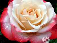 Роза ностальжи чайно-гибридная, тантау