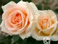 Роза Мунсун чайно-гибридная